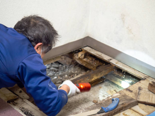 Best Residential Mold Inspection & Testing  in Rosemont, CA